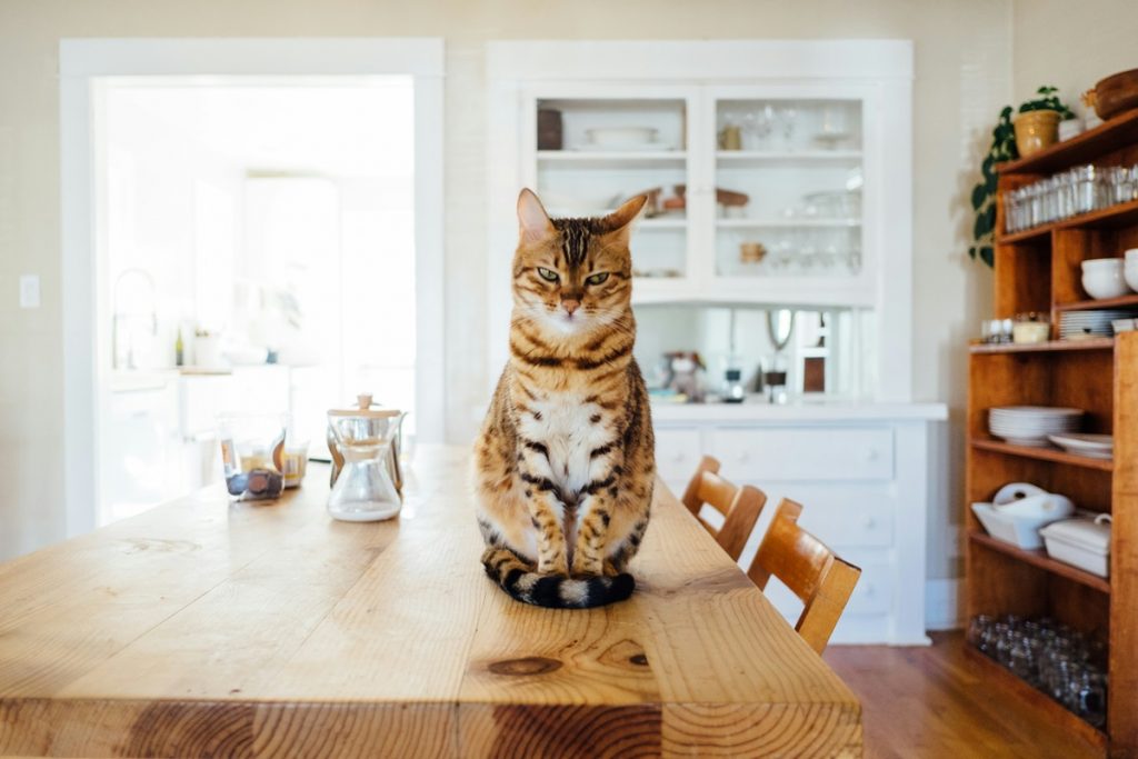 Cat on table