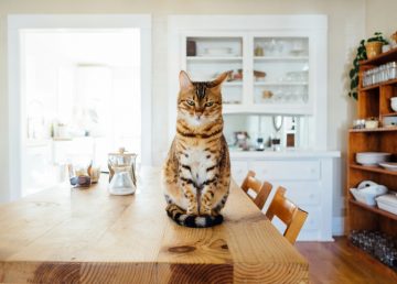 Cat on table