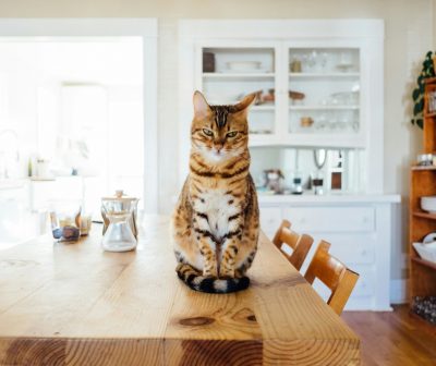 Cat on table